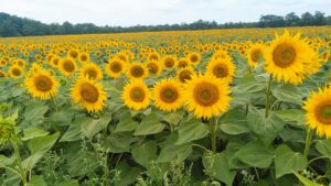 Cours de chant La rochelle Fouras